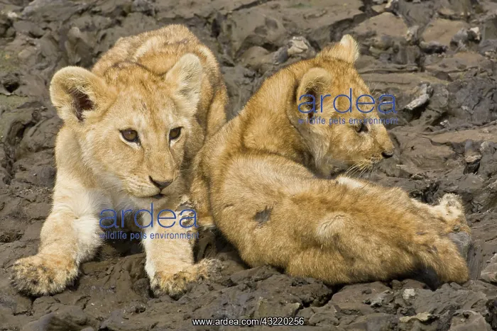 : Africa. Tanzania. Very young Lion cubs try : Africa. Tanzania. Very young Lion cubs try