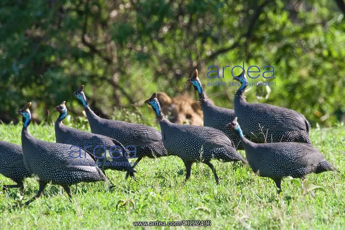 : Africa. Tanzania. Young Lion and Helmeted : Africa. Tanzania. Young Lion and Helmeted
