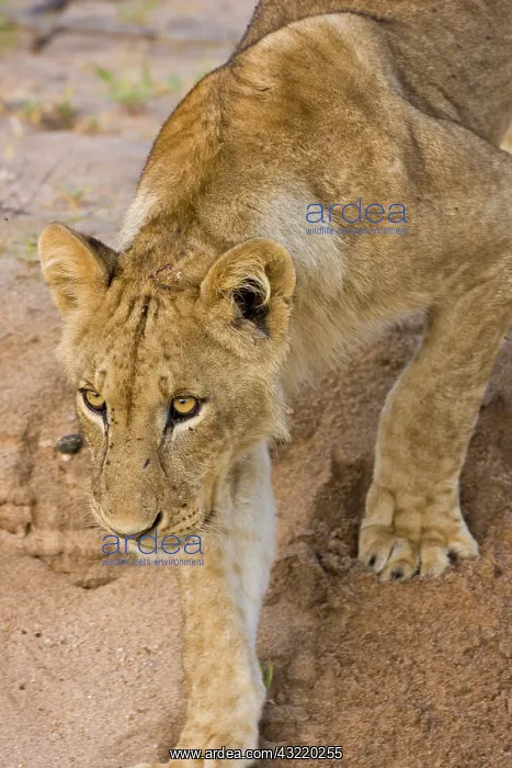 : Africa. Tanzania. Young lion at rest in : Africa. Tanzania. Young lion at rest in