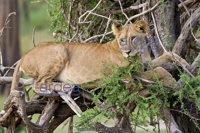 : Africa. Tanzania. Young lion at rest in : Africa. Tanzania. Young lion at rest in