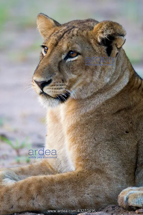 : Africa. Tanzania. Young lion at rest in : Africa. Tanzania. Young lion at rest in