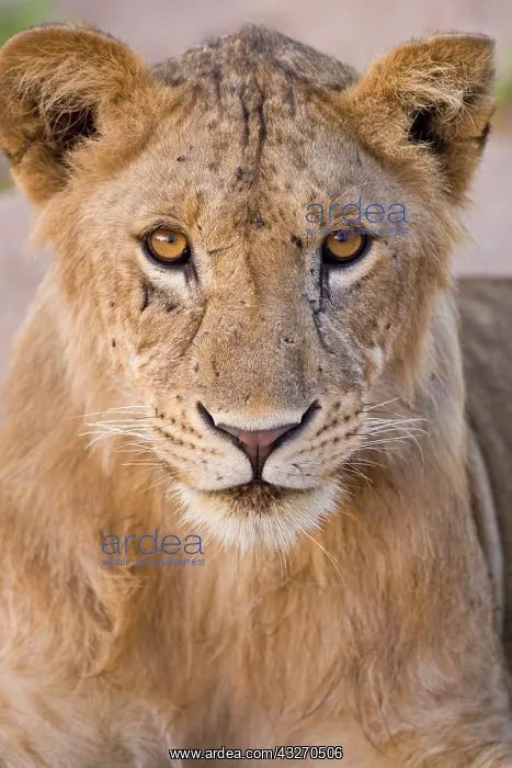 : Africa. Tanzania. Young lion at rest in : Africa. Tanzania. Young lion at rest in