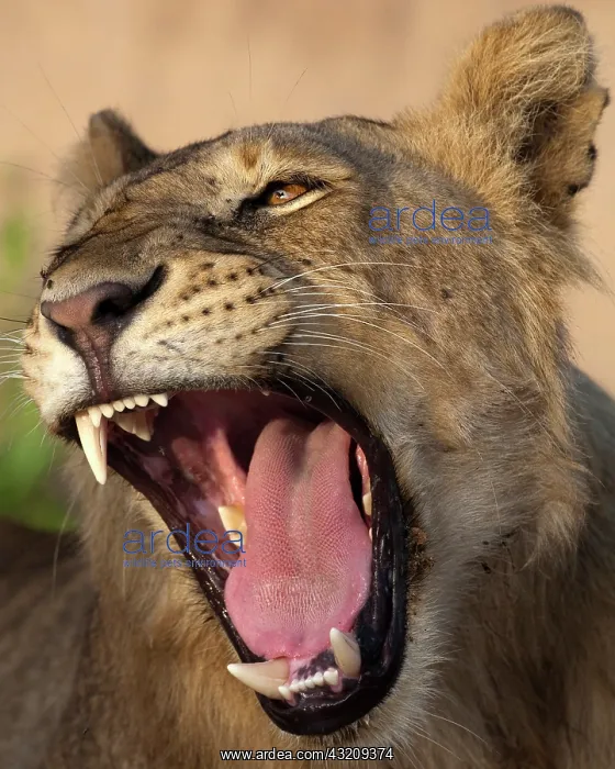 : Africa. Tanzania. Young lion yawns in Tarangire : Africa. Tanzania. Young lion yawns in Tarangire