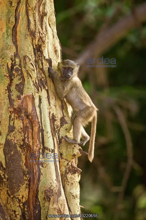: Africa. Tanzania. Young Olive Baboon at : Africa. Tanzania. Young Olive Baboon at