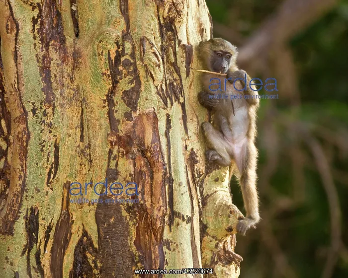  : Africa. Tanzania. Young Olive Baboon at