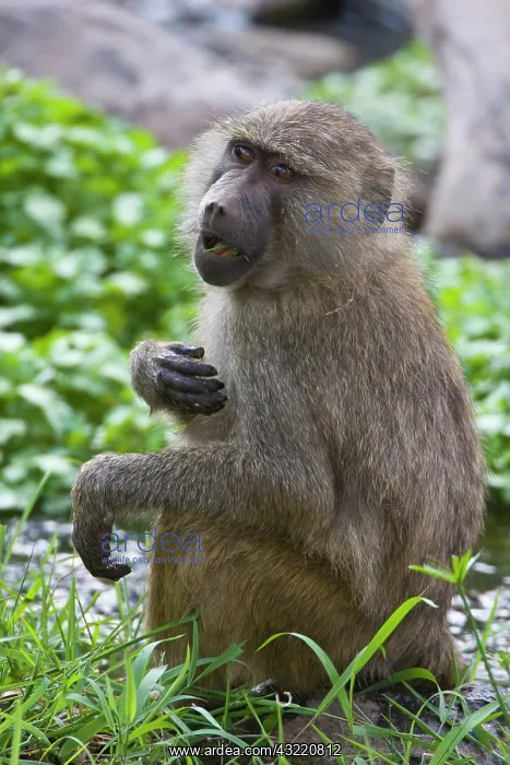  : Africa. Tanzania. Young Olive Baboon at