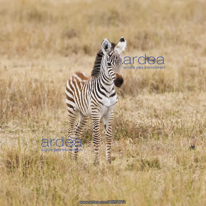 : Africa. Tanzania. Young Zebra colt at Ngorongoro