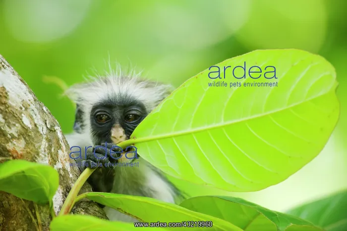 : Africa, Tanzania, Zanzibar, Jozani Forest : Africa, Tanzania, Zanzibar, Jozani Forest