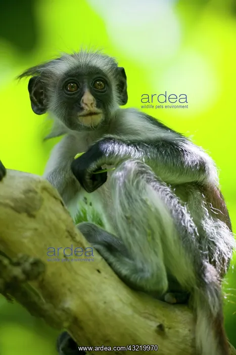 : Africa, Tanzania, Zanzibar, Jozani Forest : Africa, Tanzania, Zanzibar, Jozani Forest