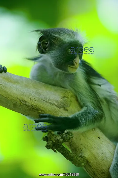 : Africa, Tanzania, Zanzibar, Jozani Forest : Africa, Tanzania, Zanzibar, Jozani Forest