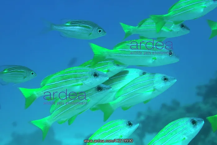 : Africa, Tanzania, Zanzibar, Matemwe Bay : Africa, Tanzania, Zanzibar, Matemwe Bay