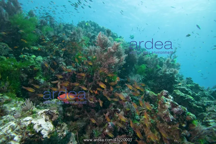 : Africa, Tanzania, Zanzibar, Matemwe Bay : Africa, Tanzania, Zanzibar, Matemwe Bay