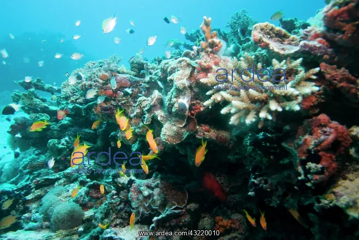 : Africa, Tanzania, Zanzibar, Matemwe Bay : Africa, Tanzania, Zanzibar, Matemwe Bay
