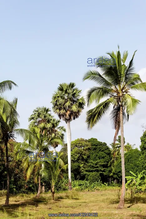 : Africa, Tanzania, Zanzibar, Pemba Island : Africa, Tanzania, Zanzibar, Pemba Island
