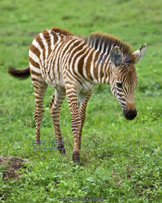 : Africa. Tanzania. Zebra colt at Ngorongoro : Africa. Tanzania. Zebra colt at Ngorongoro