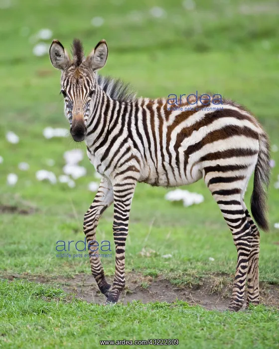 : Africa. Tanzania. Zebra colt at Ngorongoro : Africa. Tanzania. Zebra colt at Ngorongoro