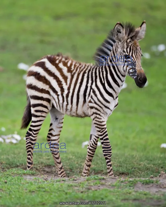  : Africa. Tanzania. Zebra colt at Ngorongoro