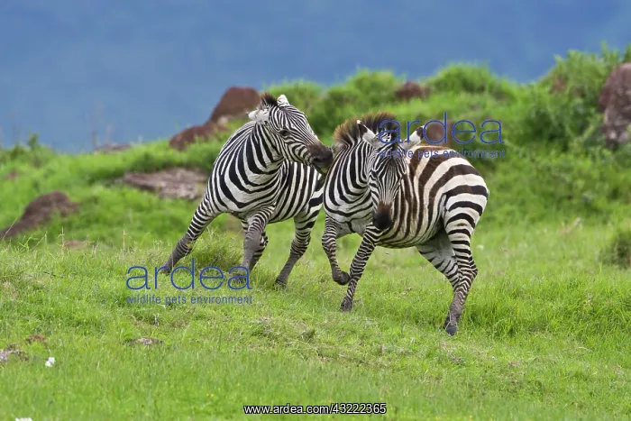 : Africa. Tanzania. Zebra males sparring at : Africa. Tanzania. Zebra males sparring at