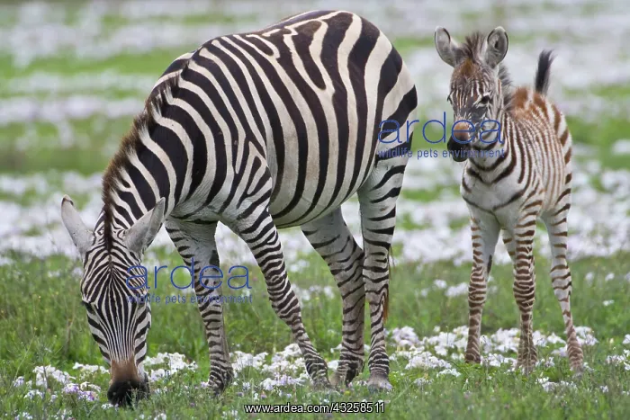 : Africa. Tanzania. Zebra mother and colt : Africa. Tanzania. Zebra mother and colt