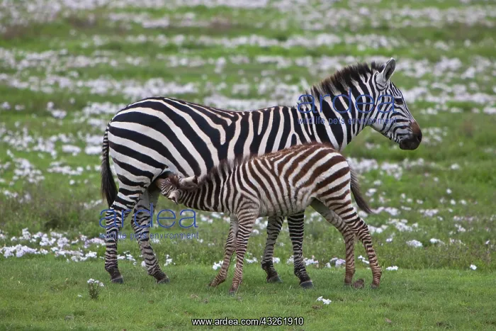 : Africa. Tanzania. Zebra mother and colt : Africa. Tanzania. Zebra mother and colt
