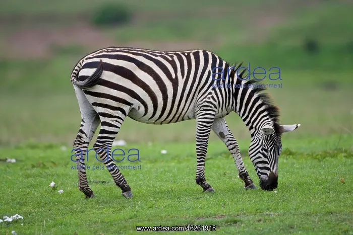 : Africa. Tanzania. Zebra at Ngorongoro Crater : Africa. Tanzania. Zebra at Ngorongoro Crater