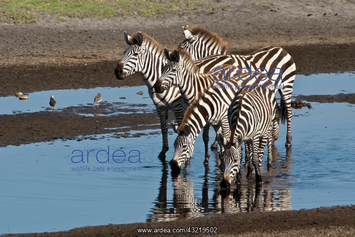 : Africa. Tanzania. Zebras drinking at Ndutu : Africa. Tanzania. Zebras drinking at Ndutu
