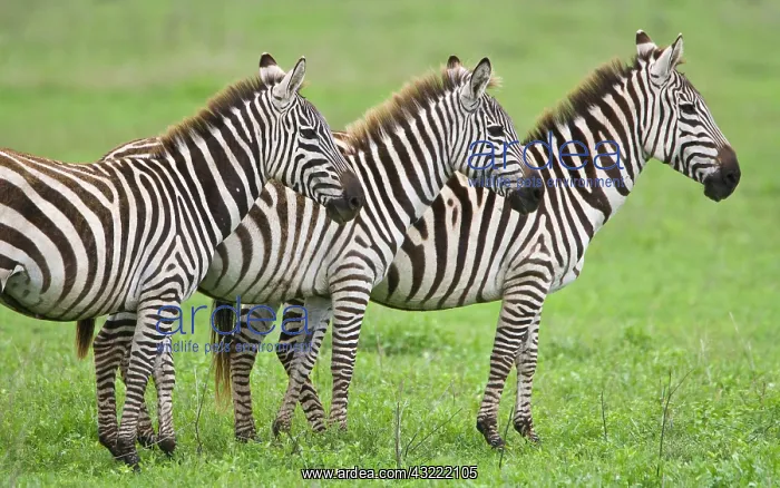: Africa. Tanzania. Zebras at Ngorongoro Crater : Africa. Tanzania. Zebras at Ngorongoro Crater