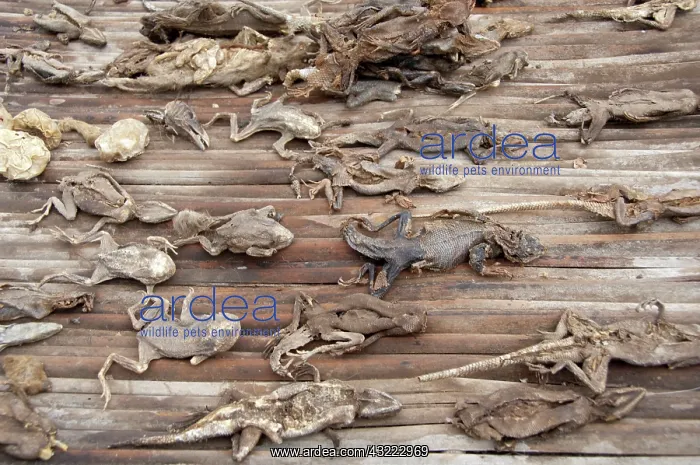 : Africa, Togo. Lome Voodoo Fetish Market : Africa, Togo. Lome Voodoo Fetish Market
