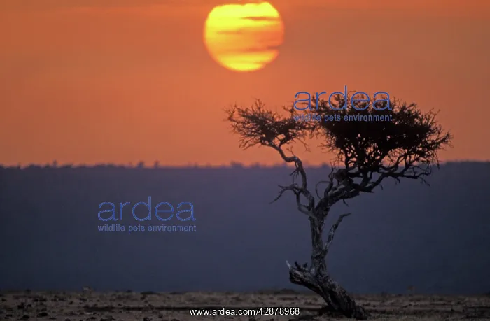  : Africa - Tree at sunset
