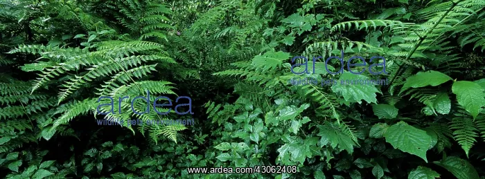 : Africa, Uganda, Bwindi Impenetrable National : Africa, Uganda, Bwindi Impenetrable National