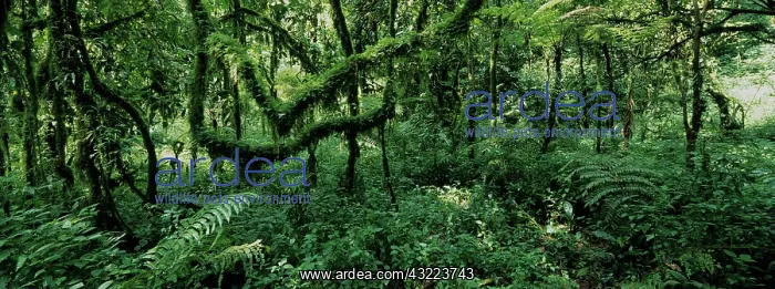 : Africa, Uganda, Bwindi Impenetrable National : Africa, Uganda, Bwindi Impenetrable National