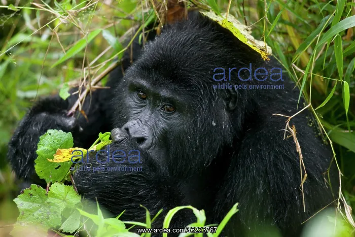 : Africa, Uganda, Bwindi Impenetrable National : Africa, Uganda, Bwindi Impenetrable National