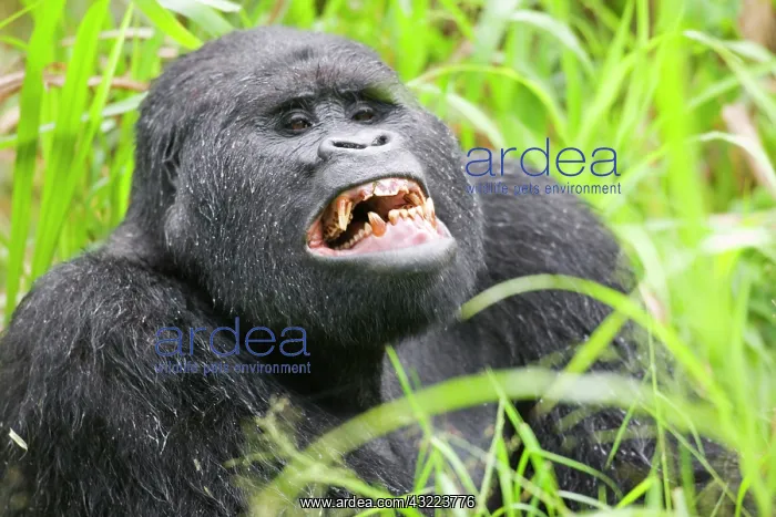 : Africa, Uganda, Bwindi Impenetrable National : Africa, Uganda, Bwindi Impenetrable National