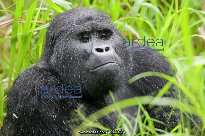 : Africa, Uganda, Bwindi Impenetrable National : Africa, Uganda, Bwindi Impenetrable National