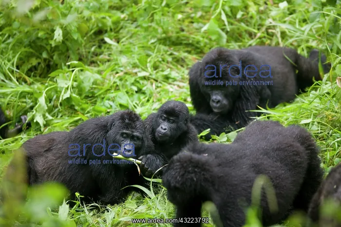 : Africa, Uganda, Bwindi Impenetrable National : Africa, Uganda, Bwindi Impenetrable National