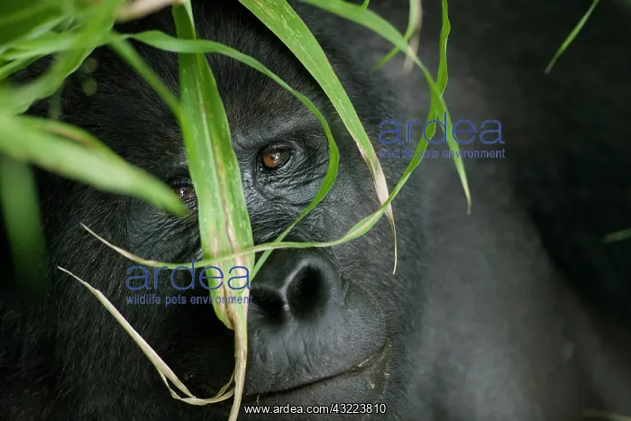 : Africa, Uganda, Bwindi Impenetrable National : Africa, Uganda, Bwindi Impenetrable National