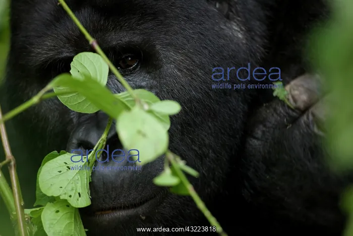 : Africa, Uganda, Bwindi Impenetrable National : Africa, Uganda, Bwindi Impenetrable National