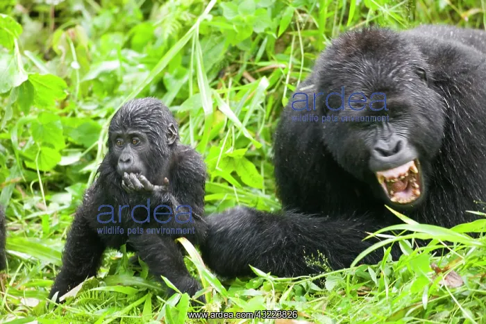 : Africa, Uganda, Bwindi Impenetrable National : Africa, Uganda, Bwindi Impenetrable National