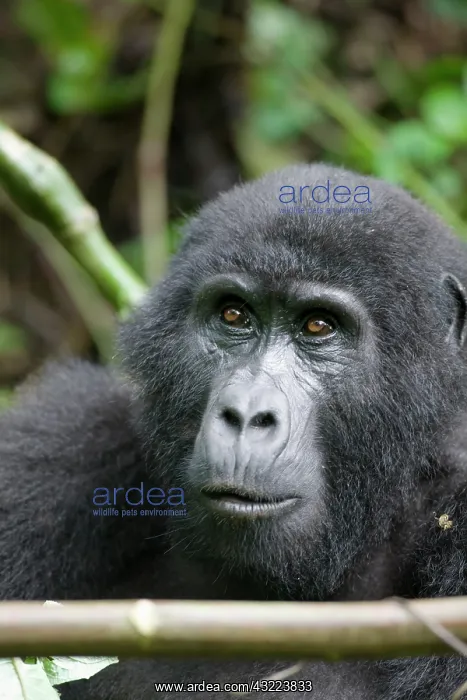 : Africa, Uganda, Bwindi Impenetrable National : Africa, Uganda, Bwindi Impenetrable National