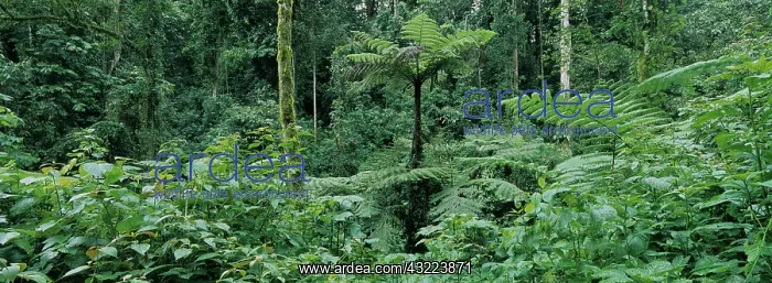  : Africa, Uganda, Bwindi Impenetrable National