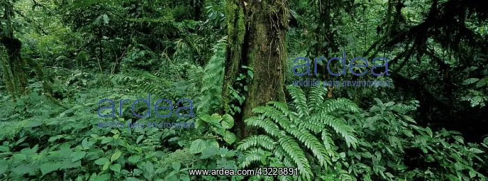 : Africa, Uganda, Bwindi Impenetrable National : Africa, Uganda, Bwindi Impenetrable National