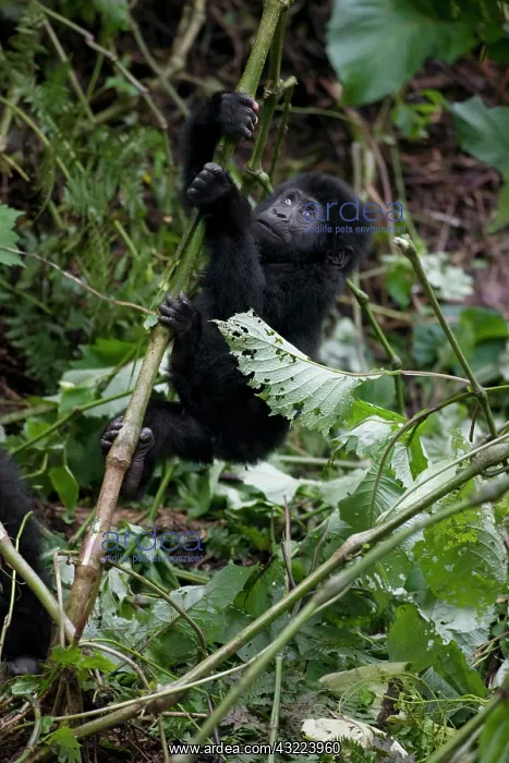 : Africa, Uganda, Bwindi Impenetrable National : Africa, Uganda, Bwindi Impenetrable National