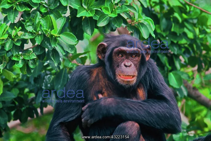 : Africa, Uganda, chimpanzee : Africa, Uganda, chimpanzee