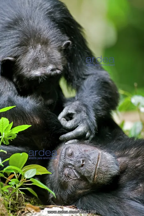 : Africa, Uganda, Kibale Forest Reserve, Chimpanzee : Africa, Uganda, Kibale Forest Reserve, Chimpanzee