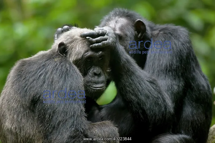 : Africa, Uganda, Kibale Forest Reserve, Chimpanzee : Africa, Uganda, Kibale Forest Reserve, Chimpanzee
