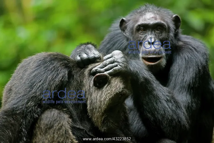 : Africa, Uganda, Kibale Forest Reserve, Chimpanzee : Africa, Uganda, Kibale Forest Reserve, Chimpanzee