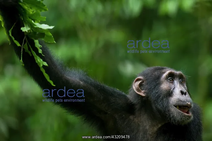 : Africa, Uganda, Kibale Forest Reserve, Portrait : Africa, Uganda, Kibale Forest Reserve, Portrait