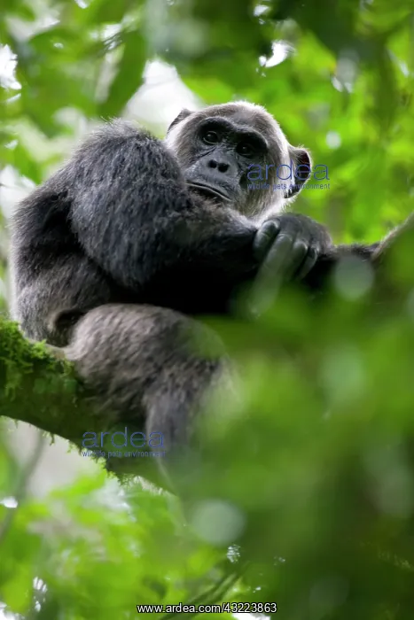 : Africa, Uganda, Kibale Forest Reserve, Portrait : Africa, Uganda, Kibale Forest Reserve, Portrait