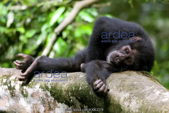 : Africa, Uganda, Kibale Forest Reserve, Young : Africa, Uganda, Kibale Forest Reserve, Young