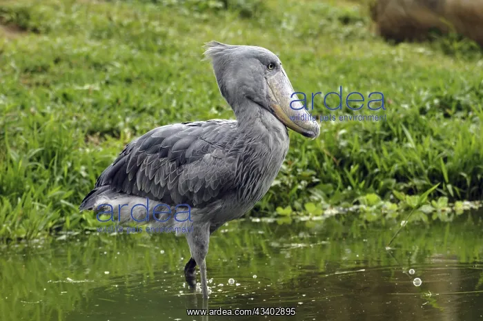 : Africa, Uganda, shoebill (Balaeniceps rex), walking : Africa, Uganda, shoebill (Balaeniceps rex), walking
